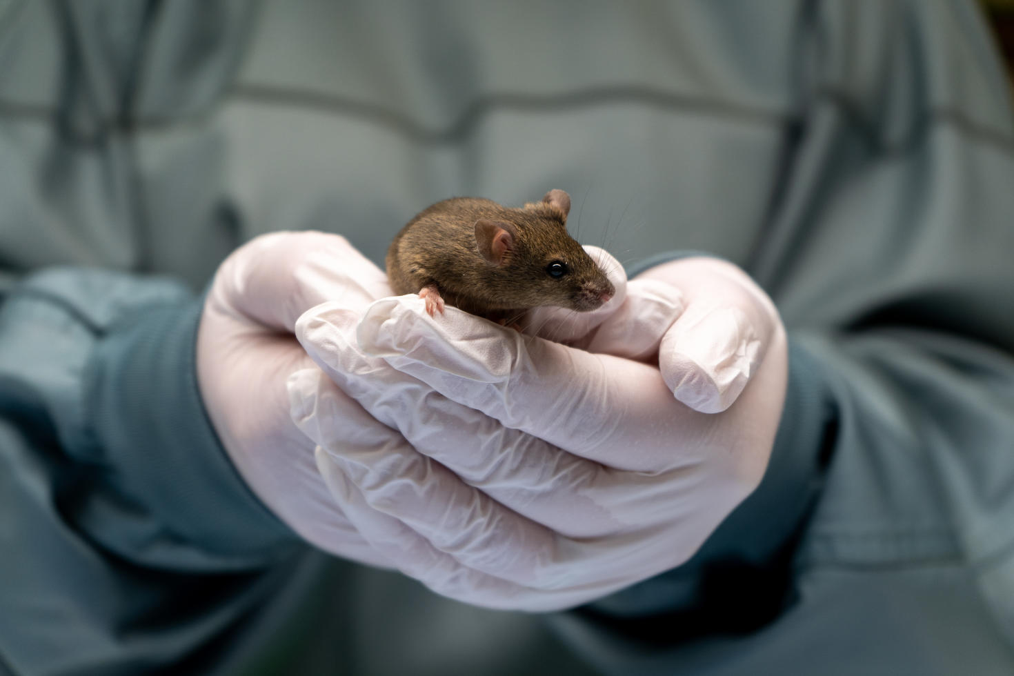 Hands holding a mouse.